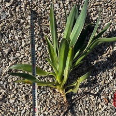 アガベ　ベネズエラ　ドライガーデン　ロックガーデンの画像