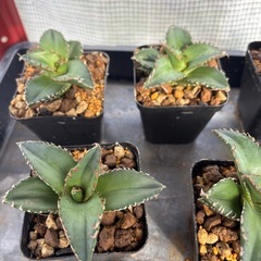 【残り9株】アガベ【老白鯨】中株ブラックフライデーっぽい値段の画像