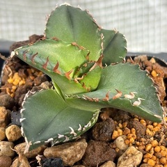 【残り9株】アガベ【老白鯨】中株ブラックフライデーっぽい値段の画像