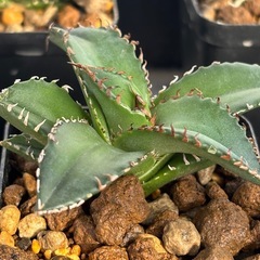 【残り9株】アガベ【老白鯨】中株ブラックフライデーっぽい値段の画像