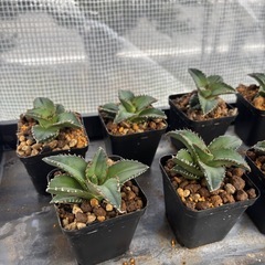 【残り9株】アガベ【老白鯨】中株ブラックフライデーっぽい値段の画像