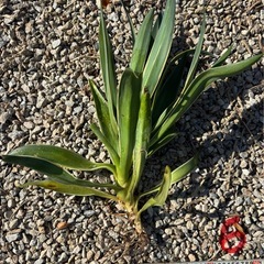 アガベ　ベネズエラ　ドライガーデン　ロックガーデンの画像