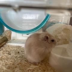 ジャンガリアンハムスター