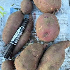 【紅はるか】さつまいも（土付き）1kg (約2〜3本)300円🍠の画像