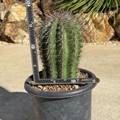 弁慶柱　サボテン　カクタス　検) ドライガーデンの画像