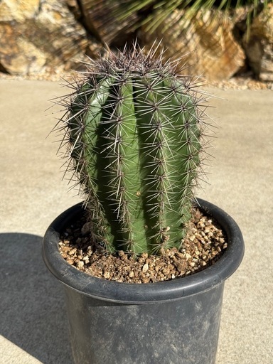 弁慶柱サボテンカクタス検) ドライガーデン (urushi) 印西のその他の