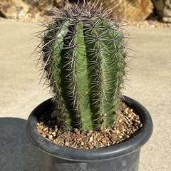 弁慶柱　サボテン　カクタス　検) ドライガーデンの画像