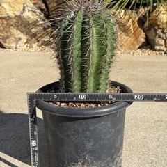 弁慶柱　サボテン　カクタス　検) ドライガーデンの画像