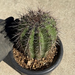 弁慶柱　サボテン　カクタス　検) ドライガーデンの画像