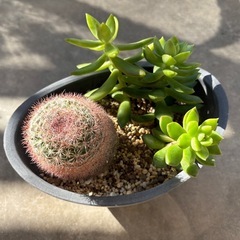 多肉寄せ植えの画像