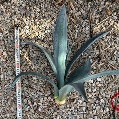 アガベ　アメリカーナ　アオノリュウゼツランの画像