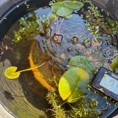 めだかとビオトープとソーラーエアと水温計と蓋と水草の画像