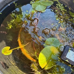 めだかとビオトープとソーラーエアと水温計と蓋と水草の画像