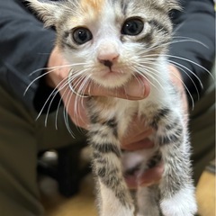 生後2ヶ月の子猫