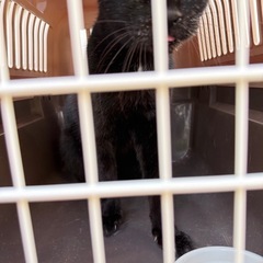 ※至急　約13歳のくろねこちゃん