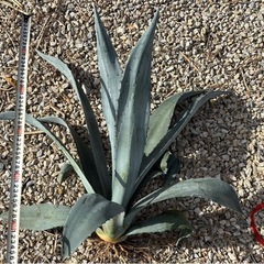 アガベ　アメリカーナ　アオノリュウゼツラン　ドライガーデン　ロックガーデンの画像