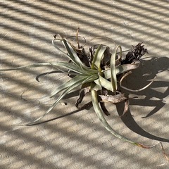 キセログラフィカ（エアープランツ）の画像