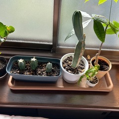 観葉植物
の画像