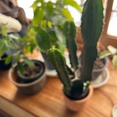 観葉植物
の画像