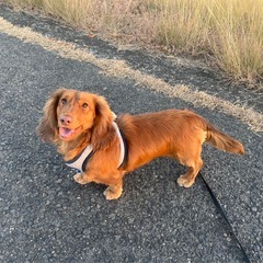 ミニチュアダックス 2歳半(レオくん)