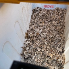 牡蠣の殻　粉砕後・粉砕前　どちらでも対応できます！の画像
