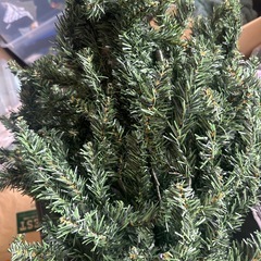 クリスマスツリー　180センチの画像