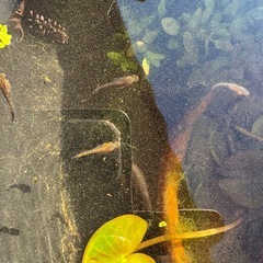めだかとビオトープとソーラーエアと水温計と蓋と水草の画像