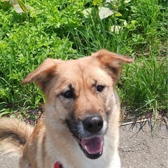 MIX犬　家族になってくれる方探してます