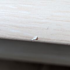 天然目調　リビングローテーブルの画像