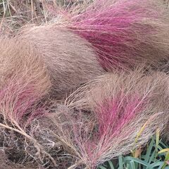 コキアの枯葉　ほうき作りなどの画像