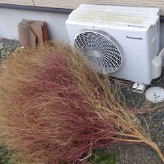 コキアの枯葉　ほうき作りなどの画像