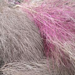 コキアの枯葉　ほうき作りなどの画像