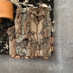 オカダンゴムシレッド＆マジックポーションの画像