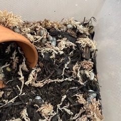 オカダンゴムシレッド＆マジックポーションの画像