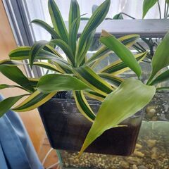 植物付きGEXスリムフィルターSの画像