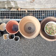 植木鉢セット　ウォーターマッシュルーム付きの画像