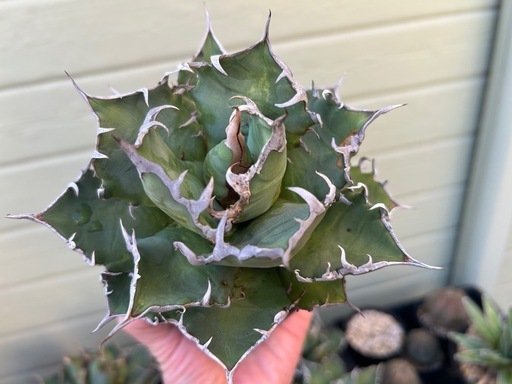 アガベオアハカ (やまちゃん) 白岡のその他の中古あげます・譲ります