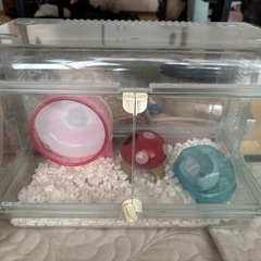 ハムちゃんおむかえセット(取りに来てくれる方)の画像