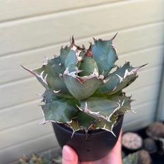 アガベ　姫厳竜の画像