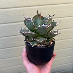アガベ　姫厳竜の画像