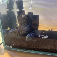 急募⭐️タイガーパロットペア＊プレコ2匹の画像