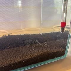 急募⭐️タイガーパロットペア＊プレコ2匹の画像