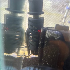 急募⭐️タイガーパロットペア＊プレコ2匹の画像