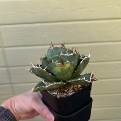 アガベ　白鯨の画像