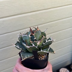 アガベ　白鯨の画像