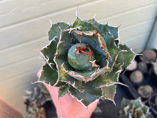 アガベ白鯨 (やまちゃん) 白岡のその他の中古あげます・譲ります