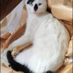 バンダ柄のボクは人間大好きです♡