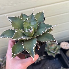 アガベ　ホワイトファイヤーの画像