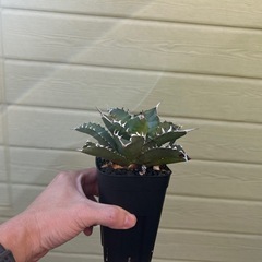 アガベ　ホワイトファイヤーの画像