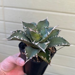 アガベ　ホワイトファイヤーの画像